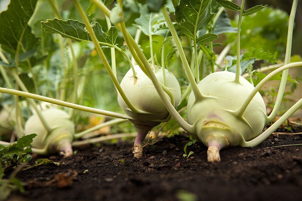 Kohlrabi (Brassica oleracea gongylodes)