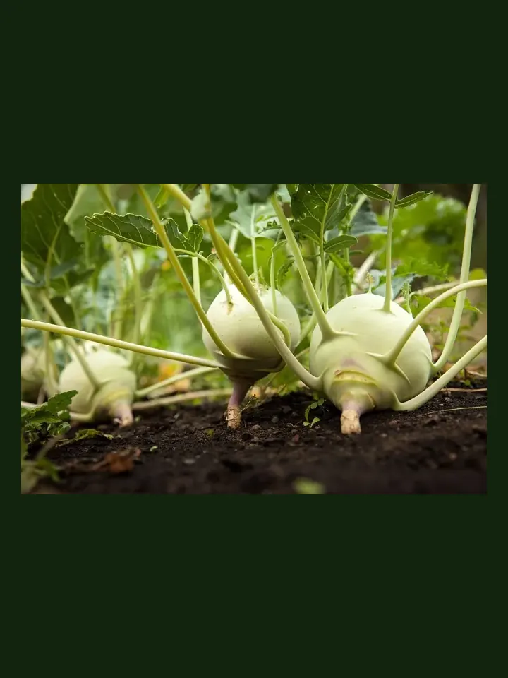 Kohlrabi real-world photo reference (Brassica oleracea gongylodes)