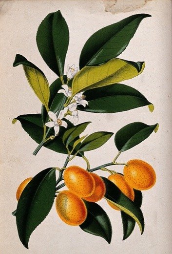 Kumquat
