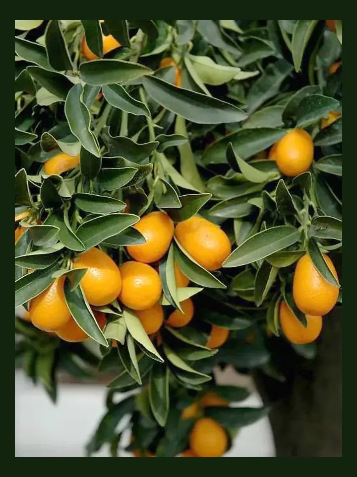 Kumquat real-world photo reference (Citrus japonica)