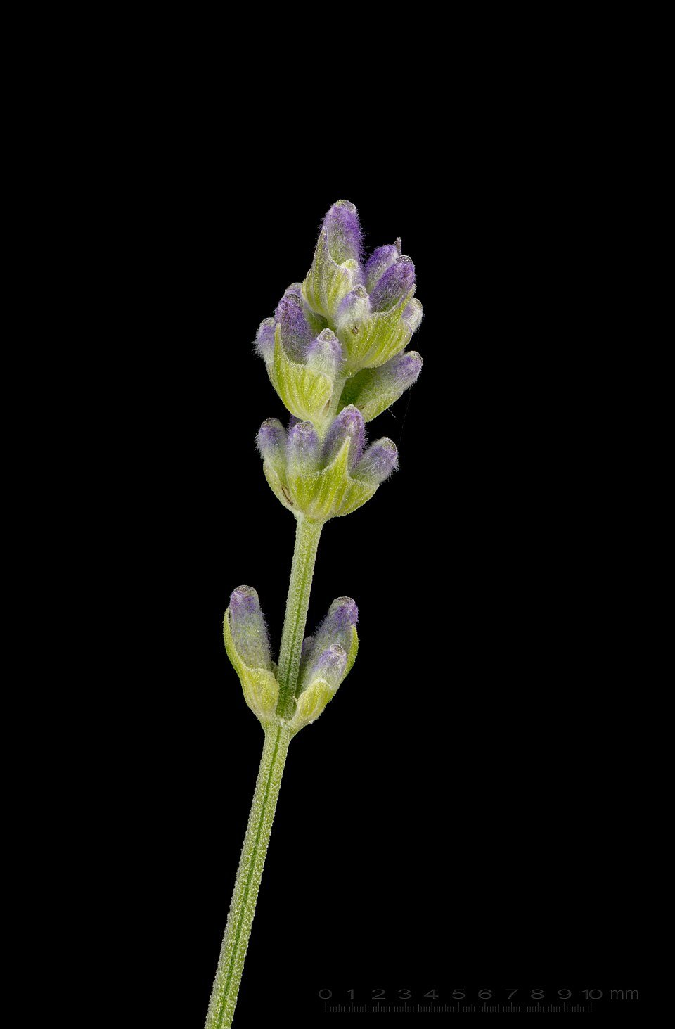 Lavender (Lavandula angustifolia)