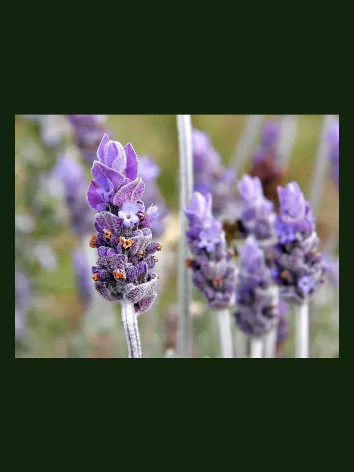 Lavender real-world photo reference (Lavandula angustifolia)