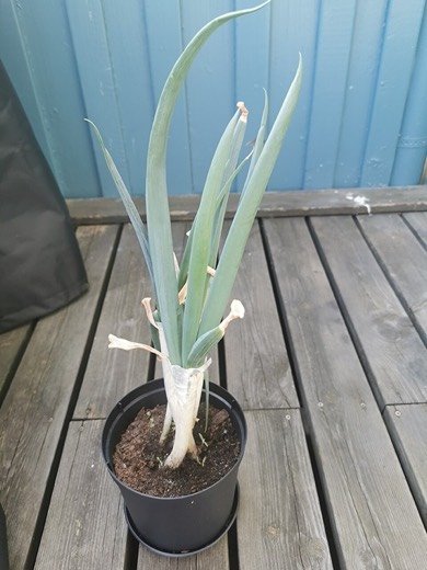 Leek (Allium porrum)
