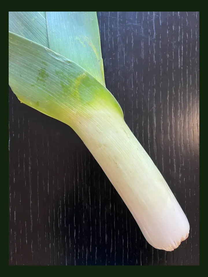 Leek real-world photo reference (Allium porrum)