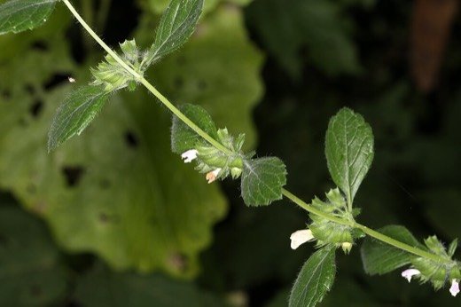 Lemon Balm