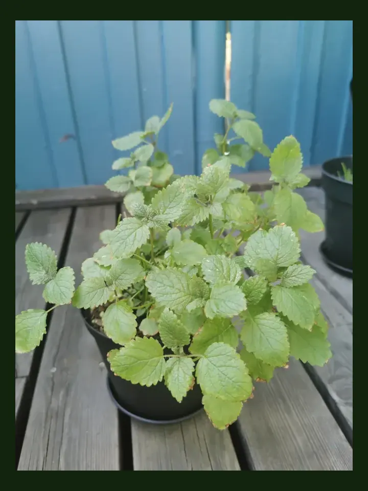 Lemon Balm real-world photo reference (Melissa officinalis)