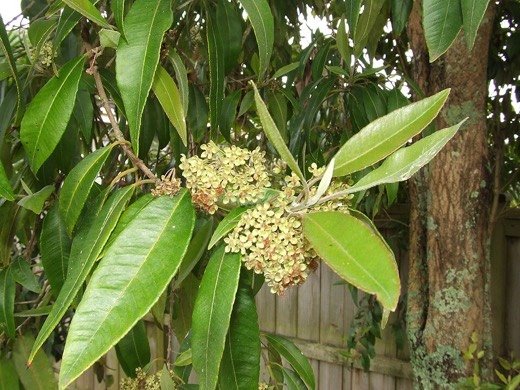 Lemon Myrtle
