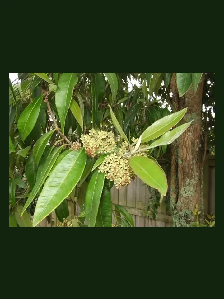Lemon Myrtle real-world photo reference (Backhousia citriodora)