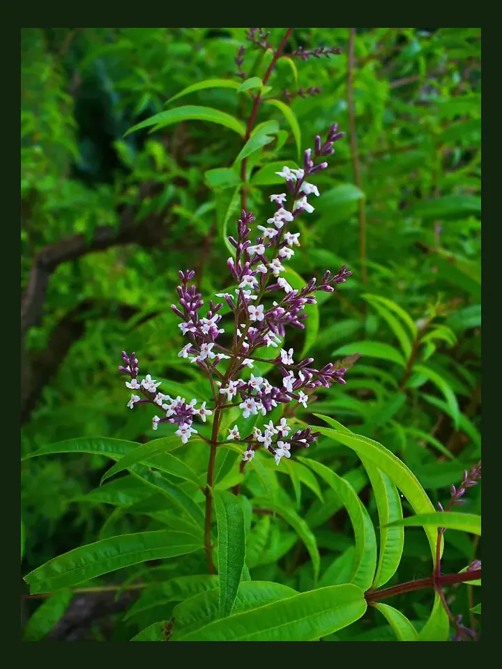 Lemon Verbena real-world photo reference (Aloysia citrodora)