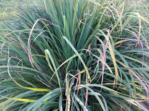 Lemongrass (Cymbopogon citratus)