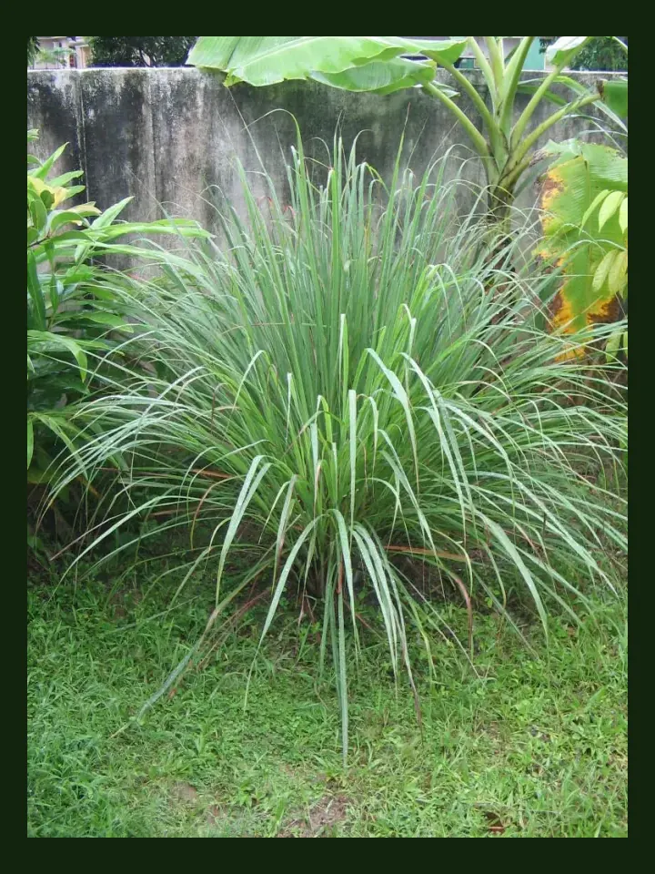 Lemongrass real-world photo reference (Cymbopogon citratus)