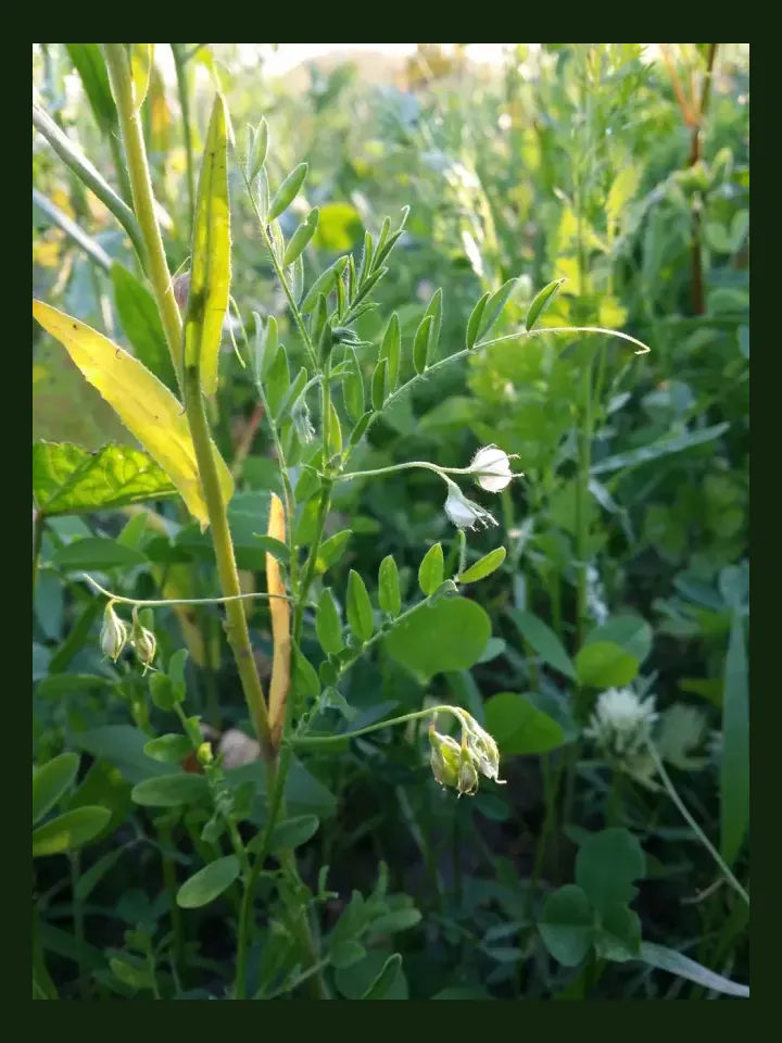 Lentil real-world photo reference (Lens culinaris)