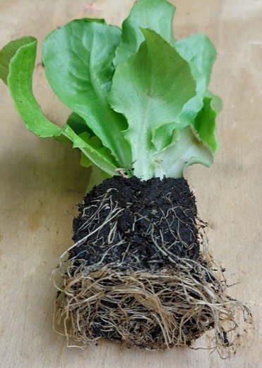 Lettuce (Lactuca sativa)