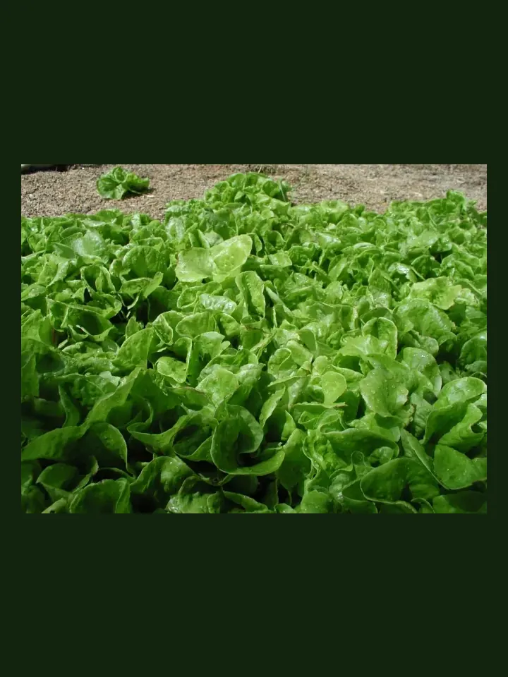 Lettuce real-world photo reference (Lactuca sativa)