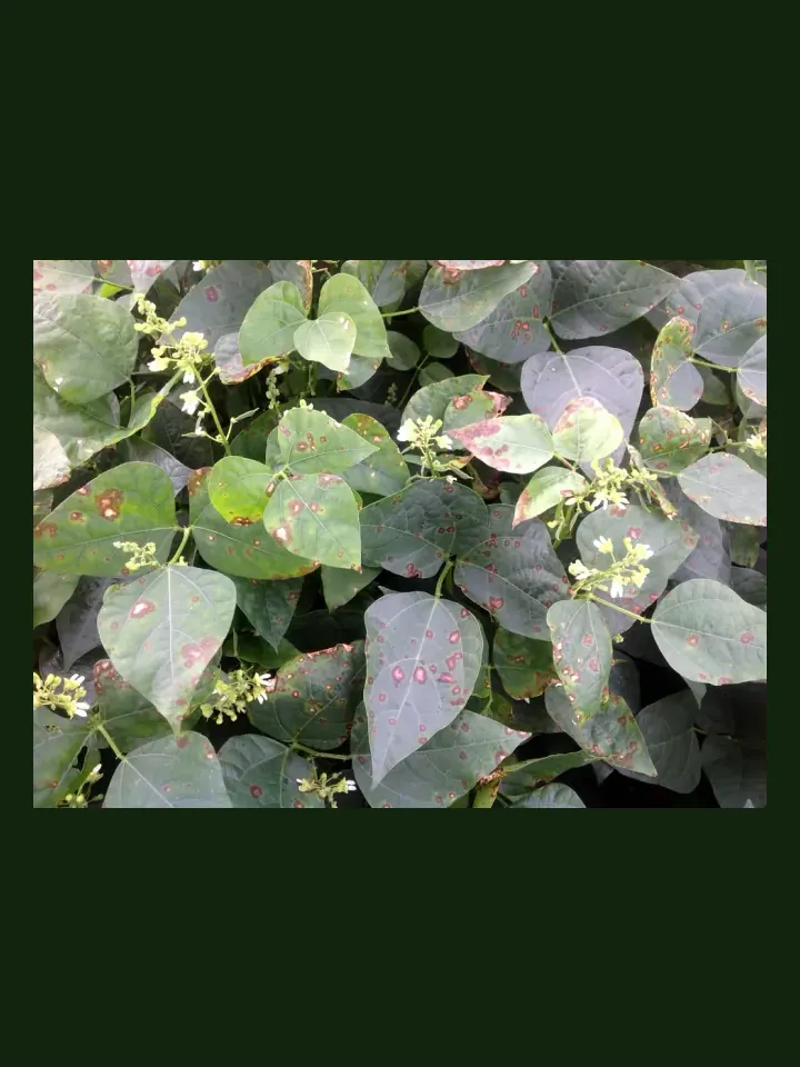 Lima Bean real-world photo reference (Phaseolus lunatus)