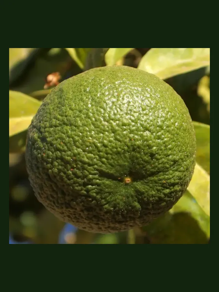 Lime real-world photo reference (Citrus aurantiifolia)