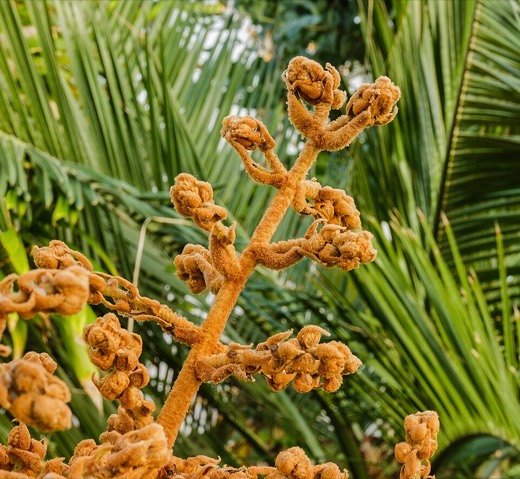 Loquat