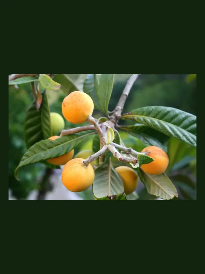 Loquat real-world photo reference (Eriobotrya japonica)