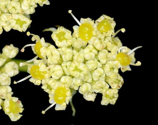 Lovage