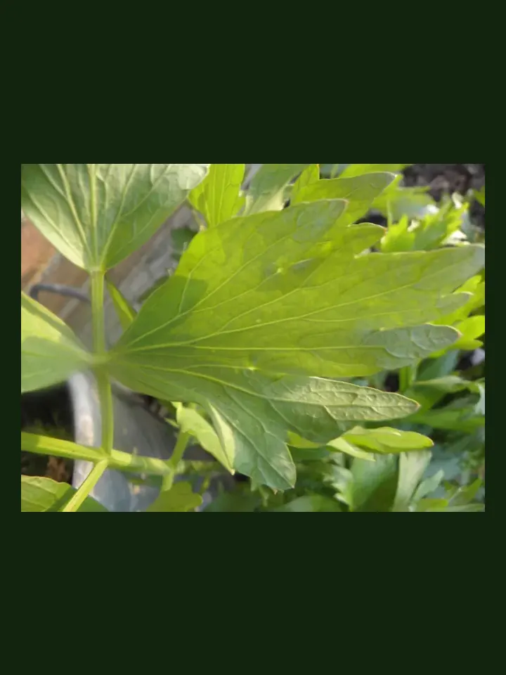Lovage real-world photo reference (Levisticum officinale)