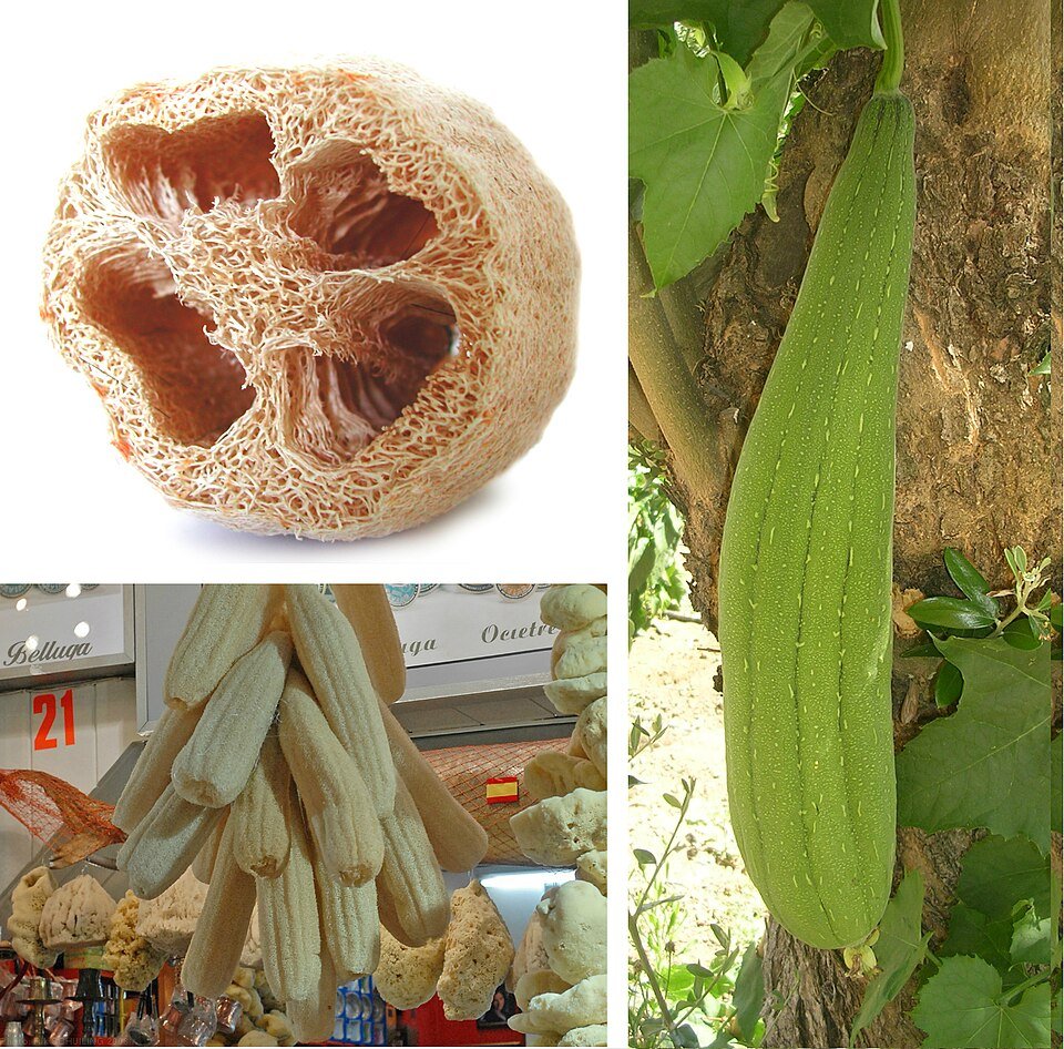 Luffa (Luffa aegyptiaca)