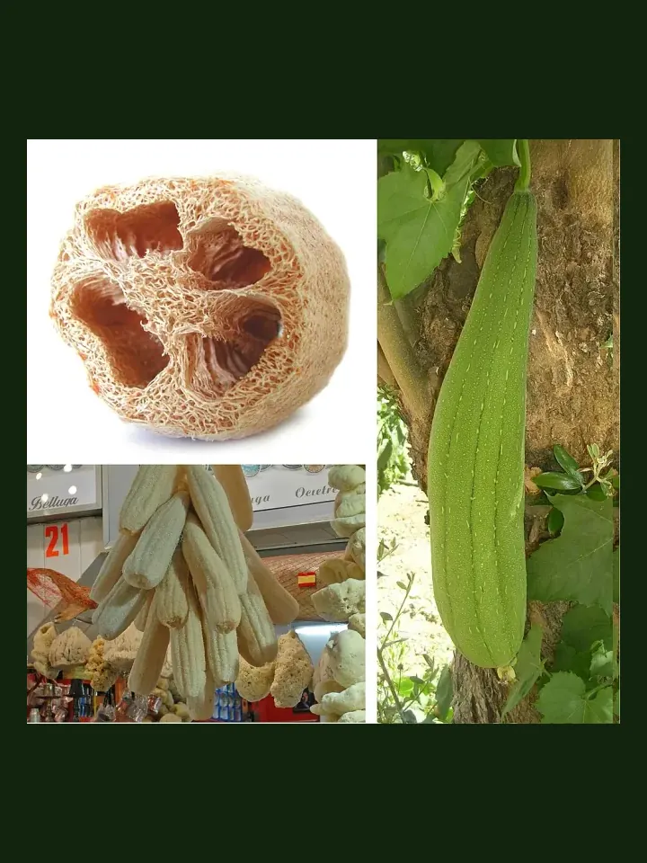 Luffa real-world photo reference (Luffa aegyptiaca)