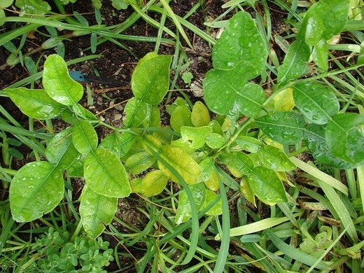 Makrut Lime