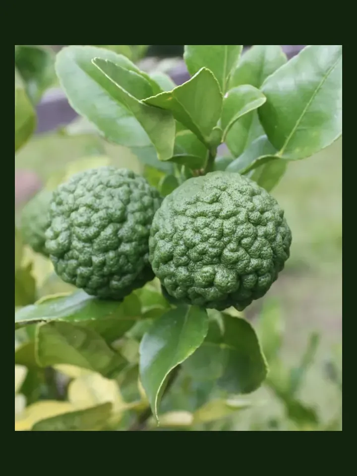 Makrut Lime real-world photo reference (Citrus hystrix)