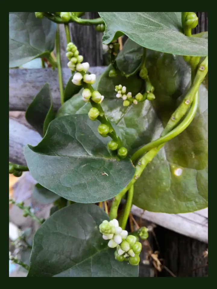 Malabar Spinach real-world photo reference (Basella alba)