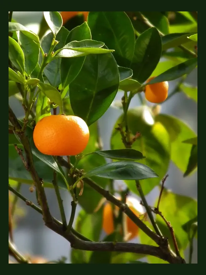 Mandarin real-world photo reference (Citrus reticulata)