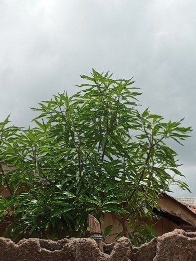 Mango (Mangifera indica)