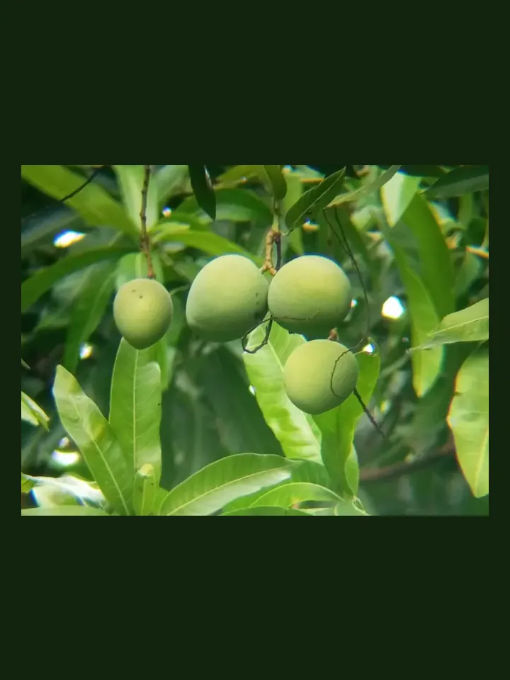Mango real-world photo reference (Mangifera indica)
