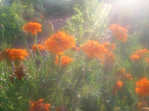 Marigold (Tagetes spp.)