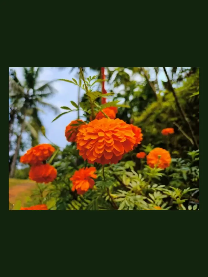 Marigold real-world photo reference (Tagetes spp.)