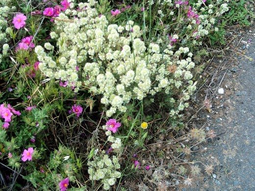 Marjoram (Origanum majorana)