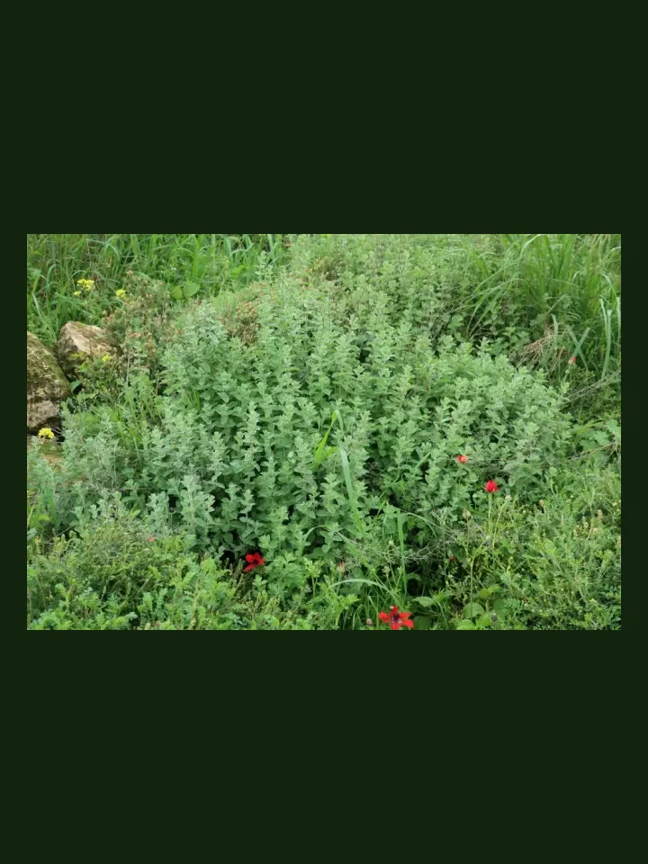 Marjoram real-world photo reference (Origanum majorana)