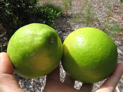 Meyer Lemon