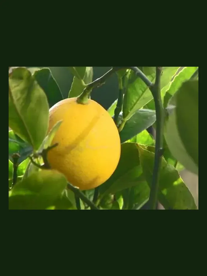 Meyer Lemon real-world photo reference (Citrus × meyeri)