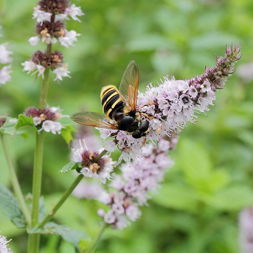 Mint (Mentha spicata)