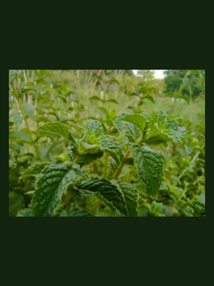 Mint real-world photo reference (Mentha spicata)