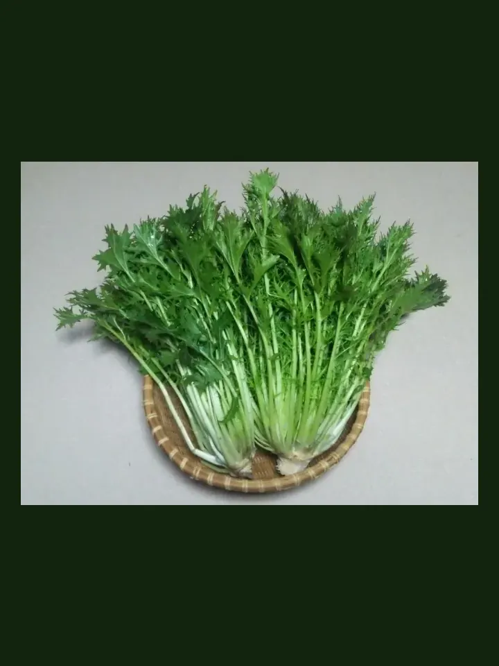 Mizuna real-world photo reference (Brassica rapa var. japonica)