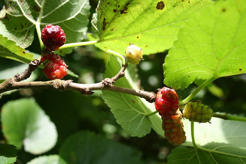 Mulberry (Morus spp.)