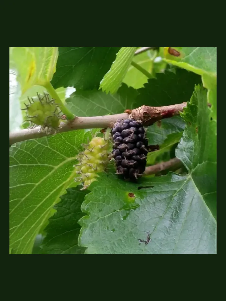 Mulberry real-world photo reference (Morus spp.)