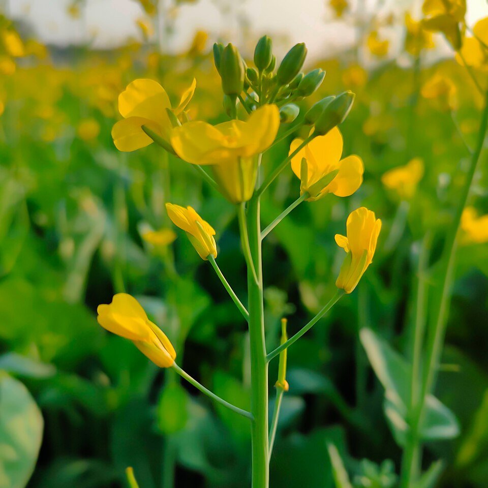 Mustard (Brassica juncea)