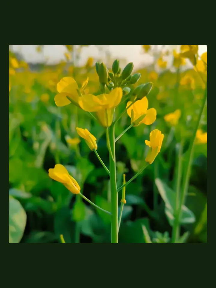 Mustard real-world photo reference (Brassica juncea)