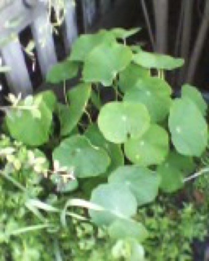 Nasturtium (Tropaeolum majus)