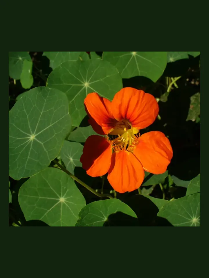 Nasturtium real-world photo reference (Tropaeolum majus)