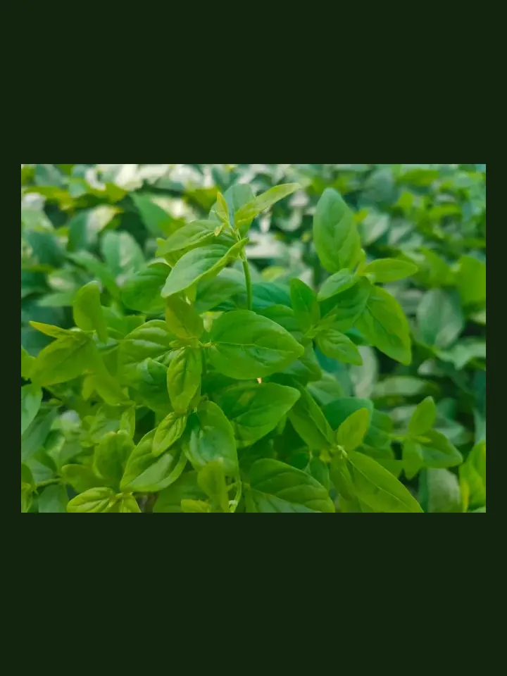 Native River Mint real-world photo reference (Mentha australis)