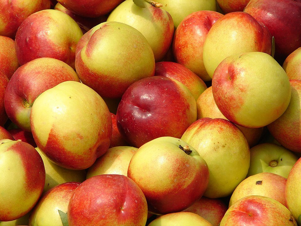 Nectarine (Prunus persica var. nucipersica)