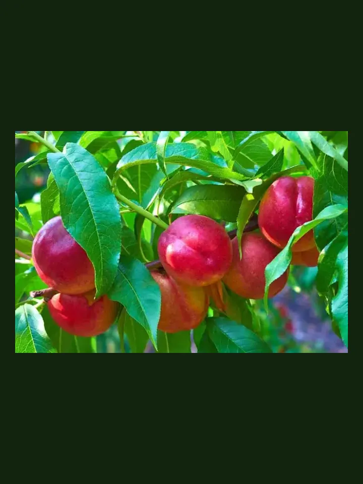 Nectarine real-world photo reference (Prunus persica var. nucipersica)